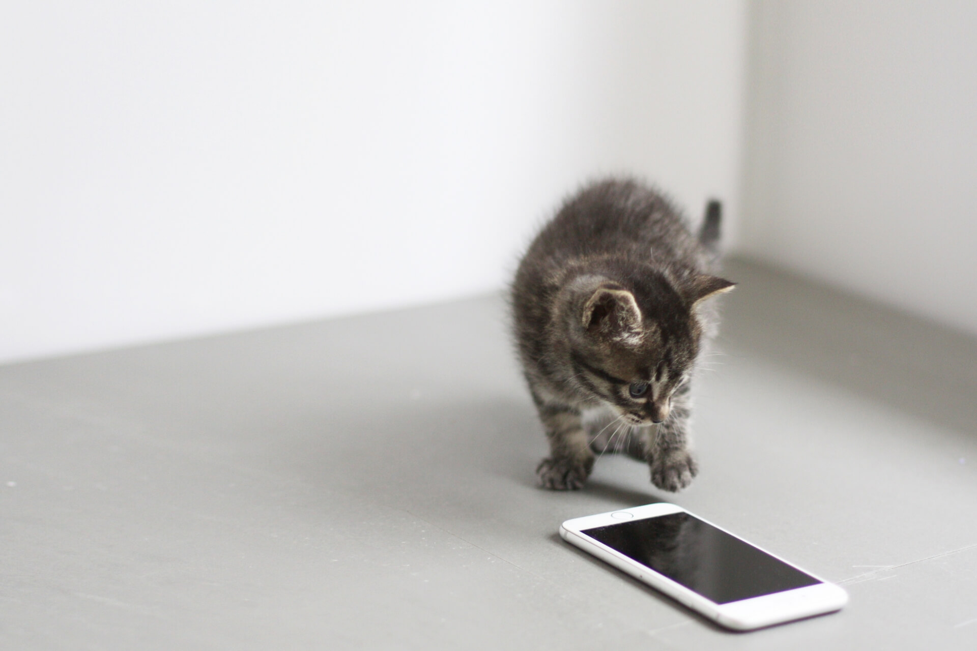 床に置かれたスマートフォンの画面を、興味深そうに覗き込んでいる小さなキジトラの子猫